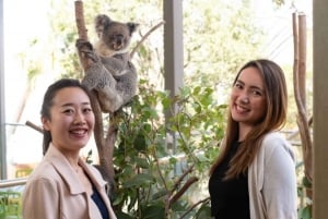 Breakfast with Koalas at WILD LIFE Zoo Darling Harbour