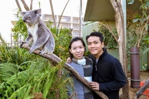 Breakfast with Koalas at WILD LIFE Zoo Darling Harbour