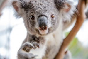 Breakfast with Koalas at WILD LIFE Zoo Darling Harbour