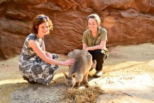 Breakfast with Koalas at WILD LIFE Zoo Darling Harbour