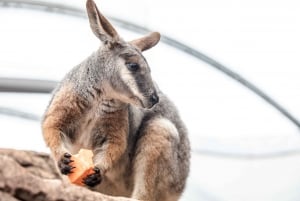 Breakfast with Koalas at WILD LIFE Zoo Darling Harbour