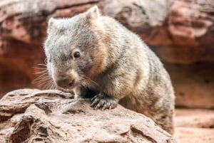 Breakfast with Koalas at WILD LIFE Zoo Darling Harbour