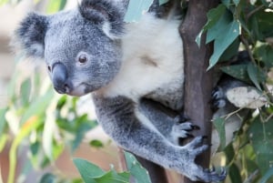 Breakfast with Koalas at WILD LIFE Zoo Darling Harbour