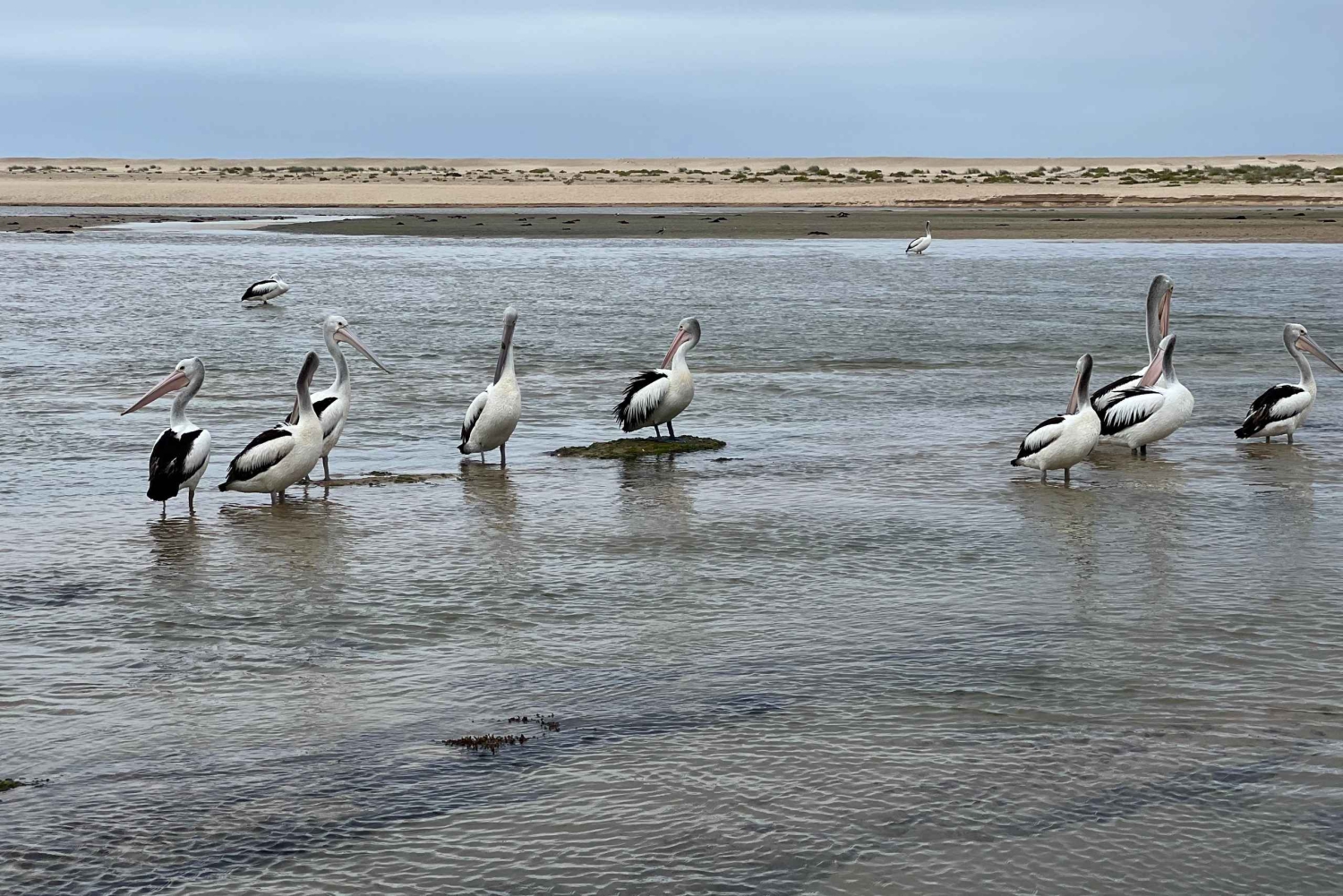 Rundtur på Centralkusten