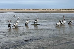 Rundtur på Centralkusten