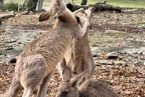 Rundtur på Centralkusten
