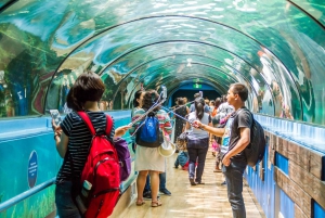 Combo Attraction Pass: Sydney Tower Eye, Sea Life & More: Sydney Tower Eye, Sea Life & More