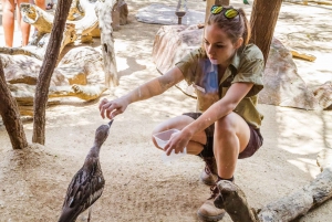 Combo attractiepas: Sydney Tower Eye, Sea Life & meer