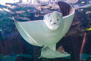 Karnet Combo na atrakcje: Sydney Tower Eye, Sea Life i więcej