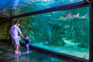 Combo Attraction Pass: Sydney Tower Eye, Sea Life & More: Sydney Tower Eye, Sea Life & More