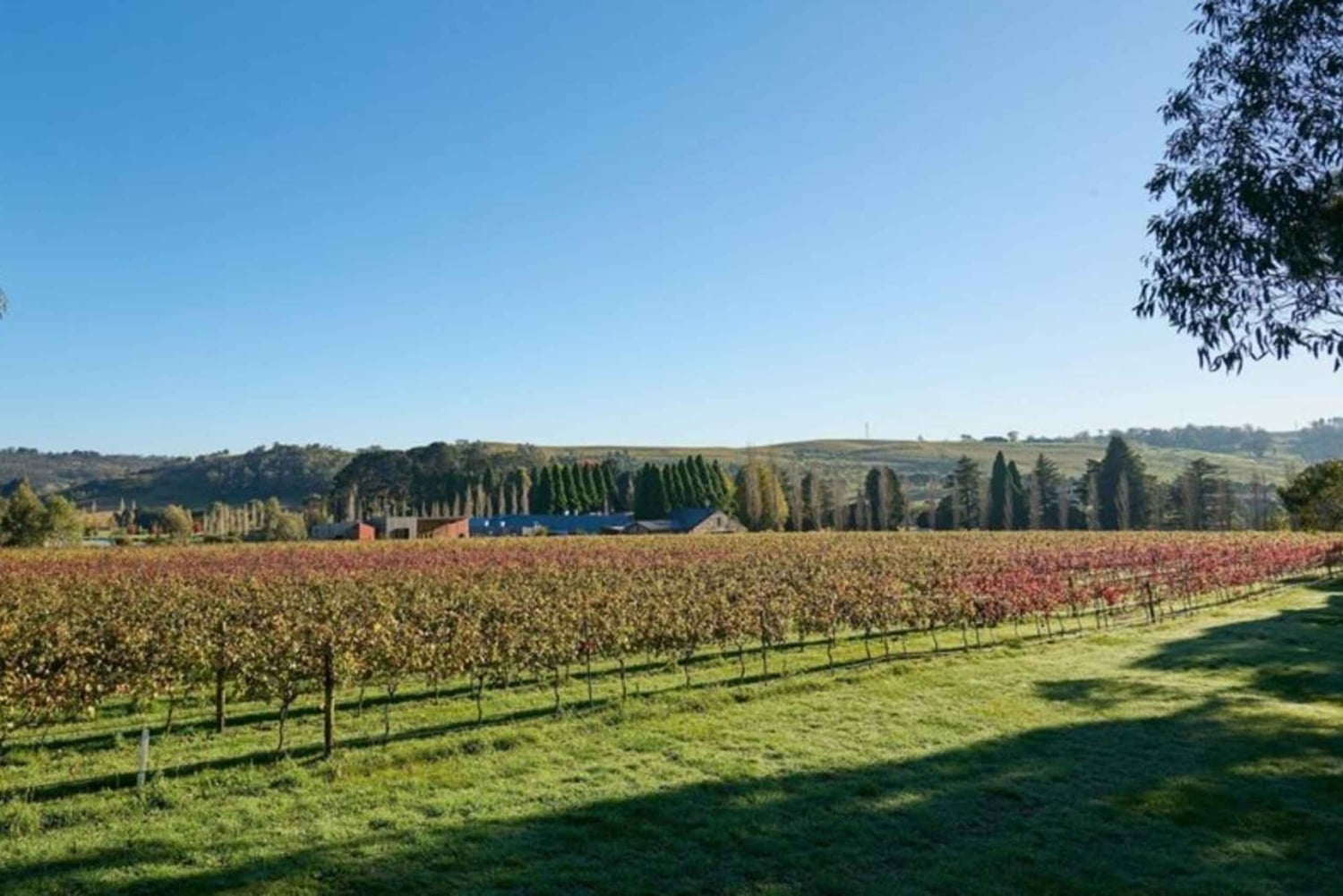 Kombination: Hunter Valley Tour + Sydney Hop på-/hop af-bustur billet