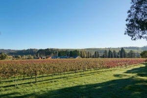 Kombination: Hunter Valley Tour + Sydney Hop på-/hop af-bustur billet