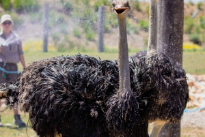 Featherdale Wildlife Park Private Tour