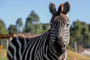 Featherdale Wildlife Park Private Tour