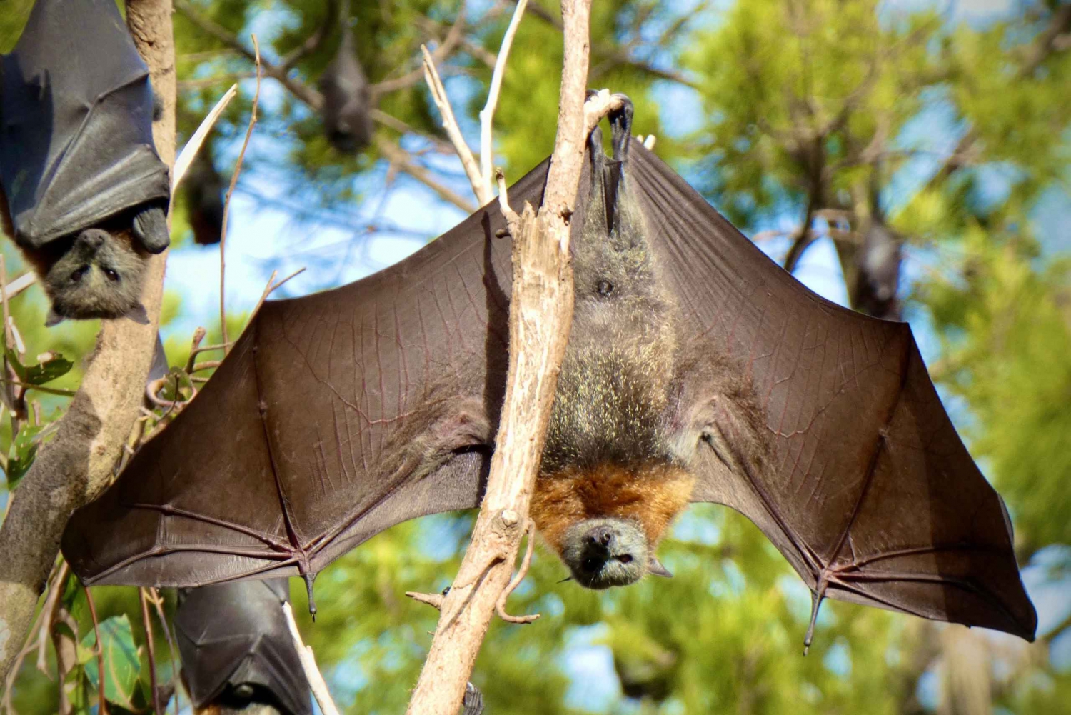 Flying Fox Tour: Australia's Largest Bats