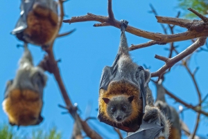 Flying Fox Tour: Australia's Largest Bats