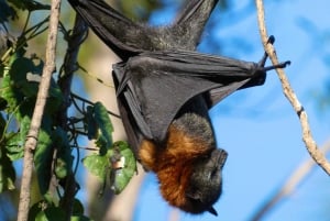 Excursão Flying Fox: Os maiores morcegos da Austrália