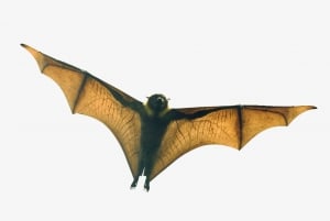 Flying Fox-tur: Australiens största fladdermöss