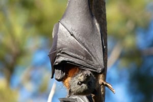 Tour della Volpe Volante: I pipistrelli più grandi d'Australia