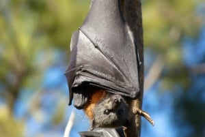 Excursão Flying Fox: Os maiores morcegos da Austrália