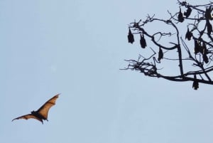 Flying Fox Tour: Australiens größte Fledermäuse
