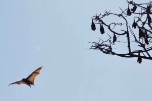 Excursão Flying Fox: Os maiores morcegos da Austrália