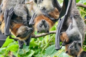 Excursão Flying Fox: Os maiores morcegos da Austrália