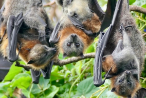 Flying Fox Tour: Australiens größte Fledermäuse