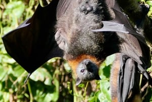 Excursão Flying Fox: Os maiores morcegos da Austrália