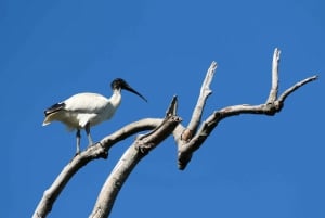 Excursão Flying Fox: Os maiores morcegos da Austrália