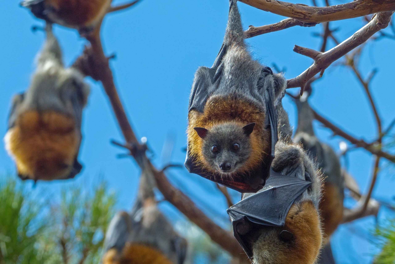 Excursão Flying Fox: Os maiores morcegos da Austrália