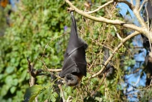 Flying Fox Tour: Australiens größte Fledermäuse