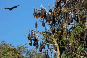 Flying Fox-tur: Australiens största fladdermöss