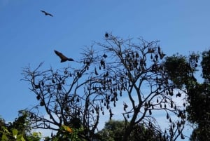 Flying Fox Tour: Australiens größte Fledermäuse