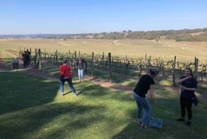 Från Haymarket: Hunter Valley vin- och djurliv dagsutflykt