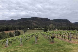 Från Haymarket: Hunter Valley vin- och djurliv dagsutflykt