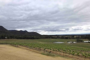 Från Haymarket: Hunter Valley vin- och djurliv dagsutflykt