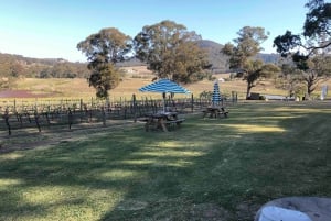 Från Haymarket: Hunter Valley vin- och djurliv dagsutflykt