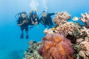 Fra Sydney: 16-dages tur til det bedste af Australiens østkyst