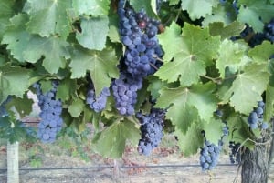 シドニー発：オールインクルーシブ・ブティック・ハンターバレー・ワインツアー