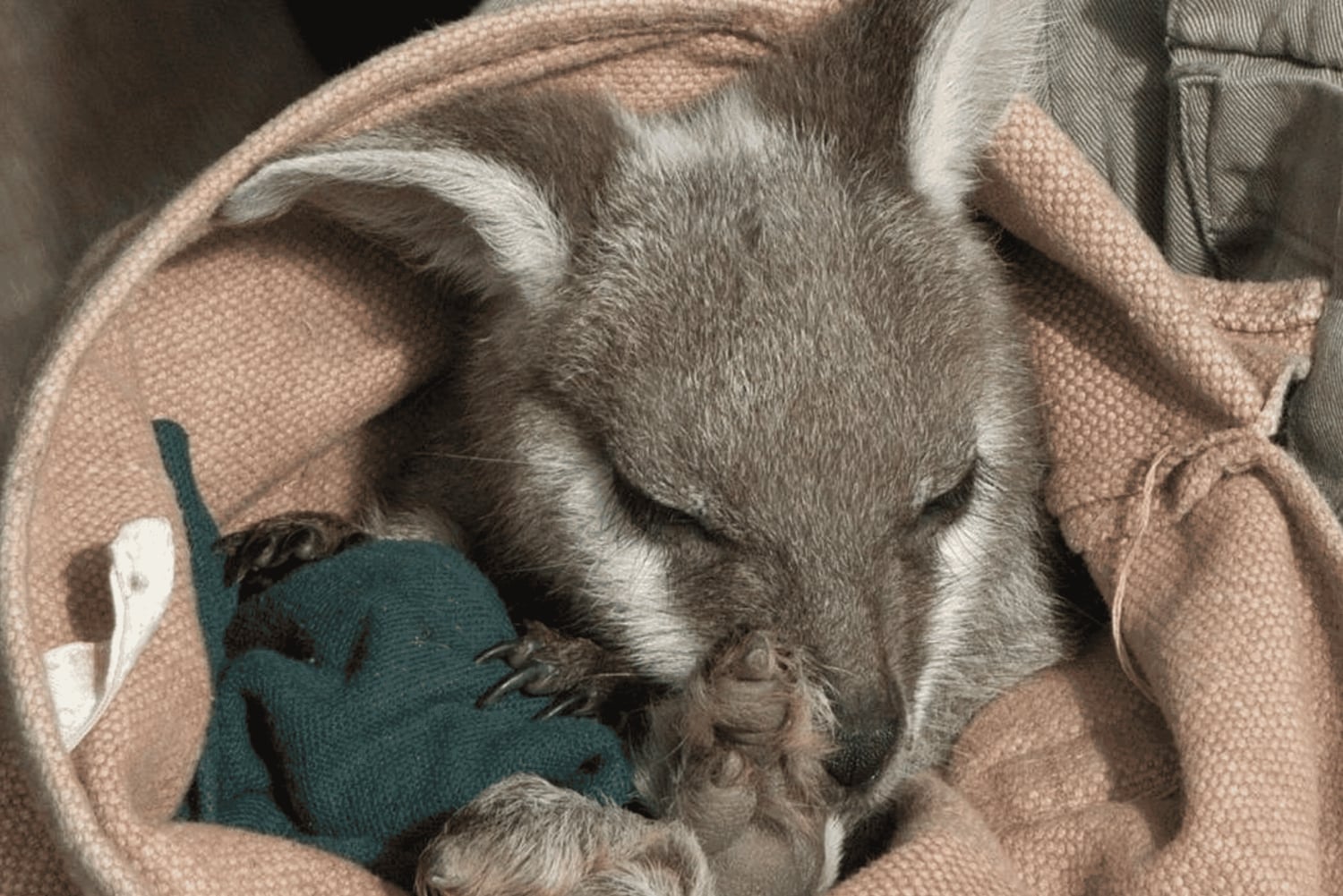 From Sydney: Blue Mountains Bushwalks & Featherdale Tour