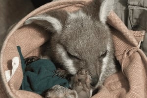 From Sydney: Blue Mountains Bushwalks & Featherdale Tour