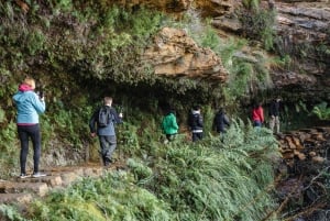 From Sydney: Blue Mountains Bushwalks & Featherdale Tour