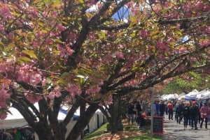 Fra Sydney: Dagstur i Blue Mountains og Hop-on, Hop-off-tur