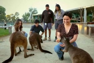 Fra Sydney: Dagstur i Blue Mountains og Hop-on, Hop-off-tur