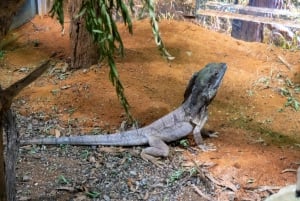 Från Sydney: Blue Mountains, Scenic Railway och Sydney Zoo