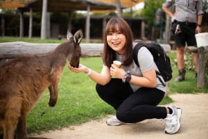 Da Sydney: Blue Mountains, Scenic World e tour dello zoo di Sydney
