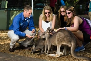Från Sydney: Blue Mountains - en liten grupptur med picknick och vandring