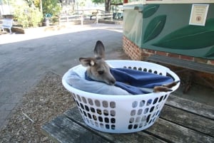 Vanuit Sydney: Blue Mountains Tour in kleine groep Picknick & Wandeling