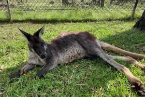 Vanuit Sydney: Blue Mountains Tour in kleine groep Picknick & Wandeling
